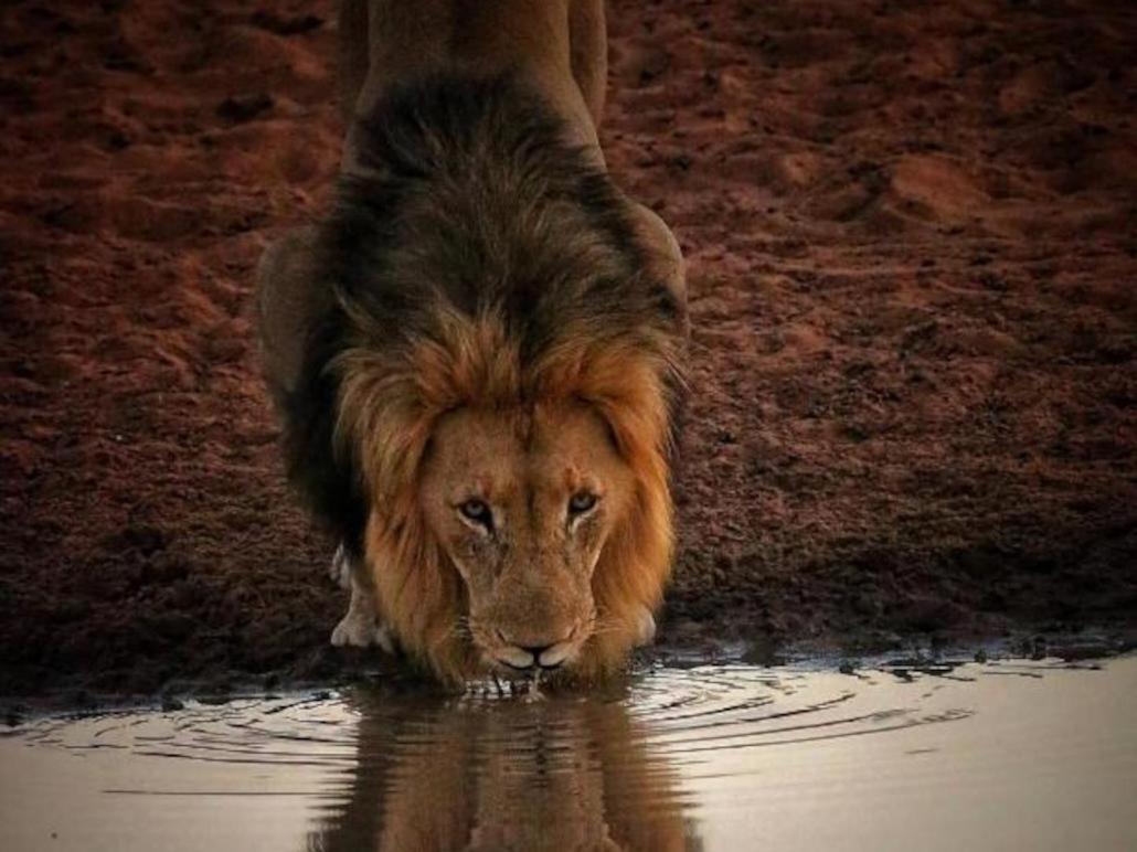 Honeyguide Tented Safari Camps - Mantobeni Заповедник Маньелети Экстерьер фото