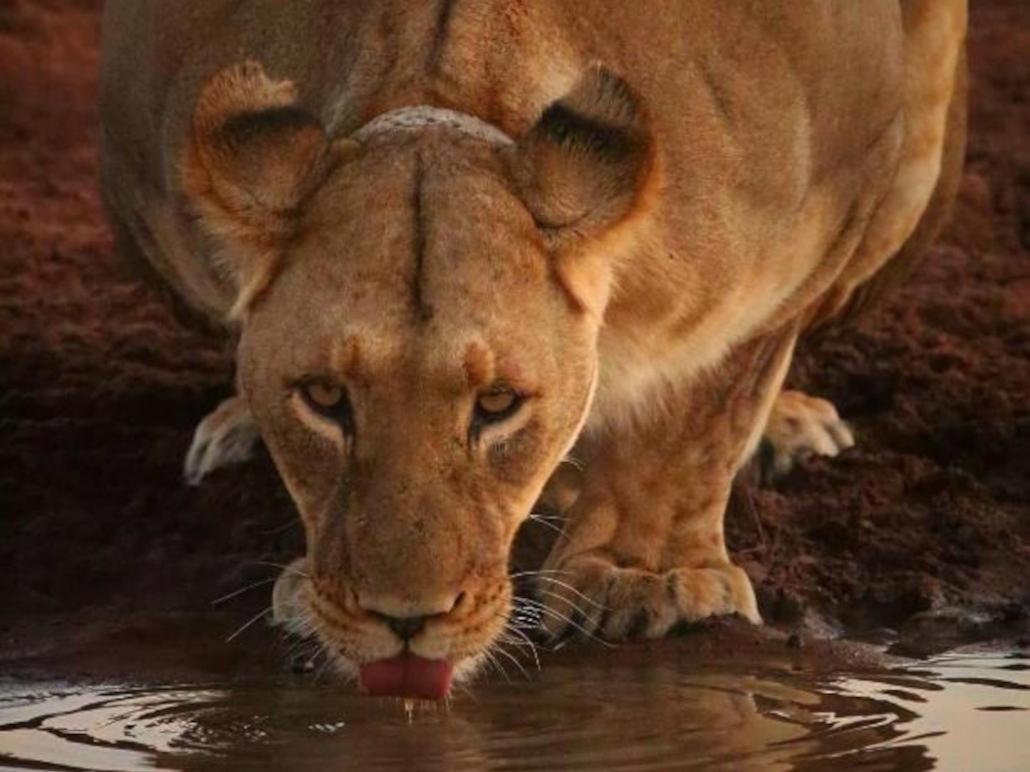 Honeyguide Tented Safari Camps - Mantobeni Заповедник Маньелети Экстерьер фото