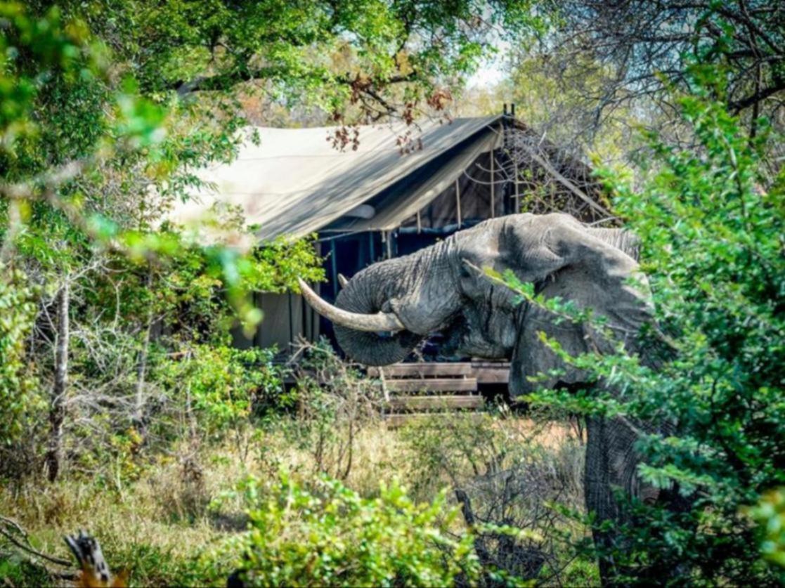 Honeyguide Tented Safari Camps - Mantobeni Заповедник Маньелети Экстерьер фото
